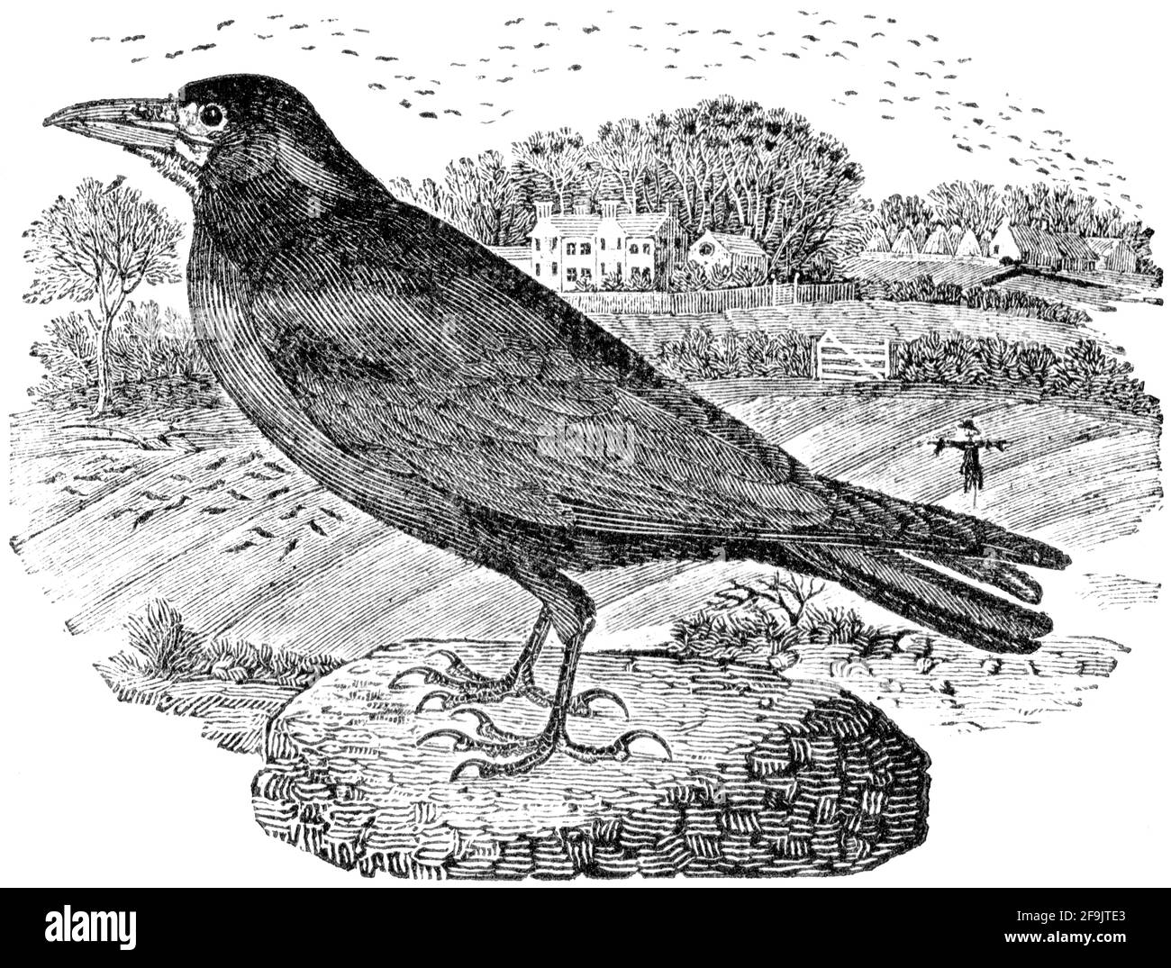 Un oiseau gravé par Thomas Bewick de l'histoire des oiseaux britanniques Banque D'Images