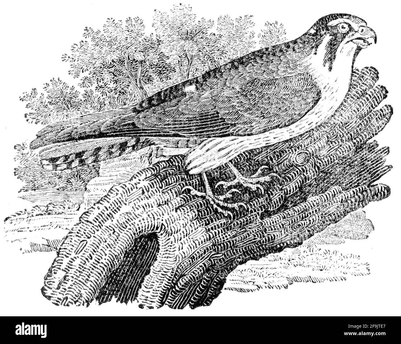 Un oiseau gravé par Thomas Bewick de l'histoire des oiseaux britanniques Banque D'Images