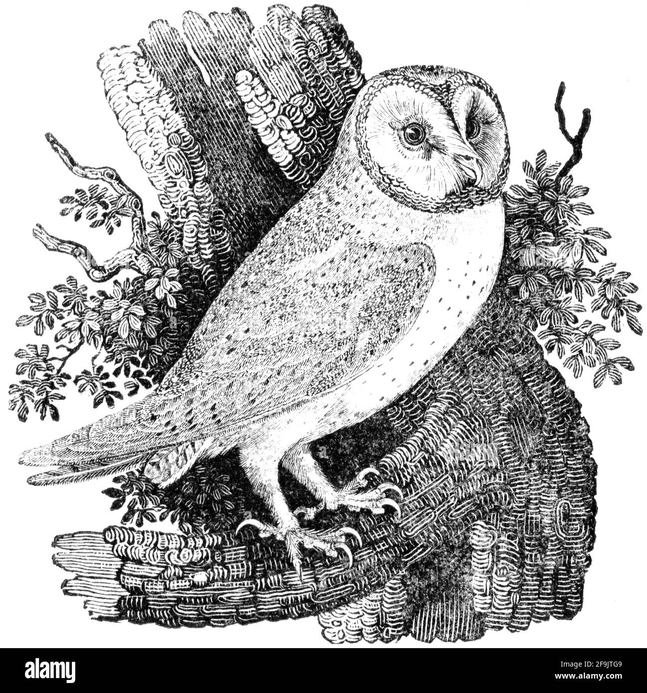 Un oiseau gravé par Thomas Bewick de l'histoire des oiseaux britanniques Banque D'Images