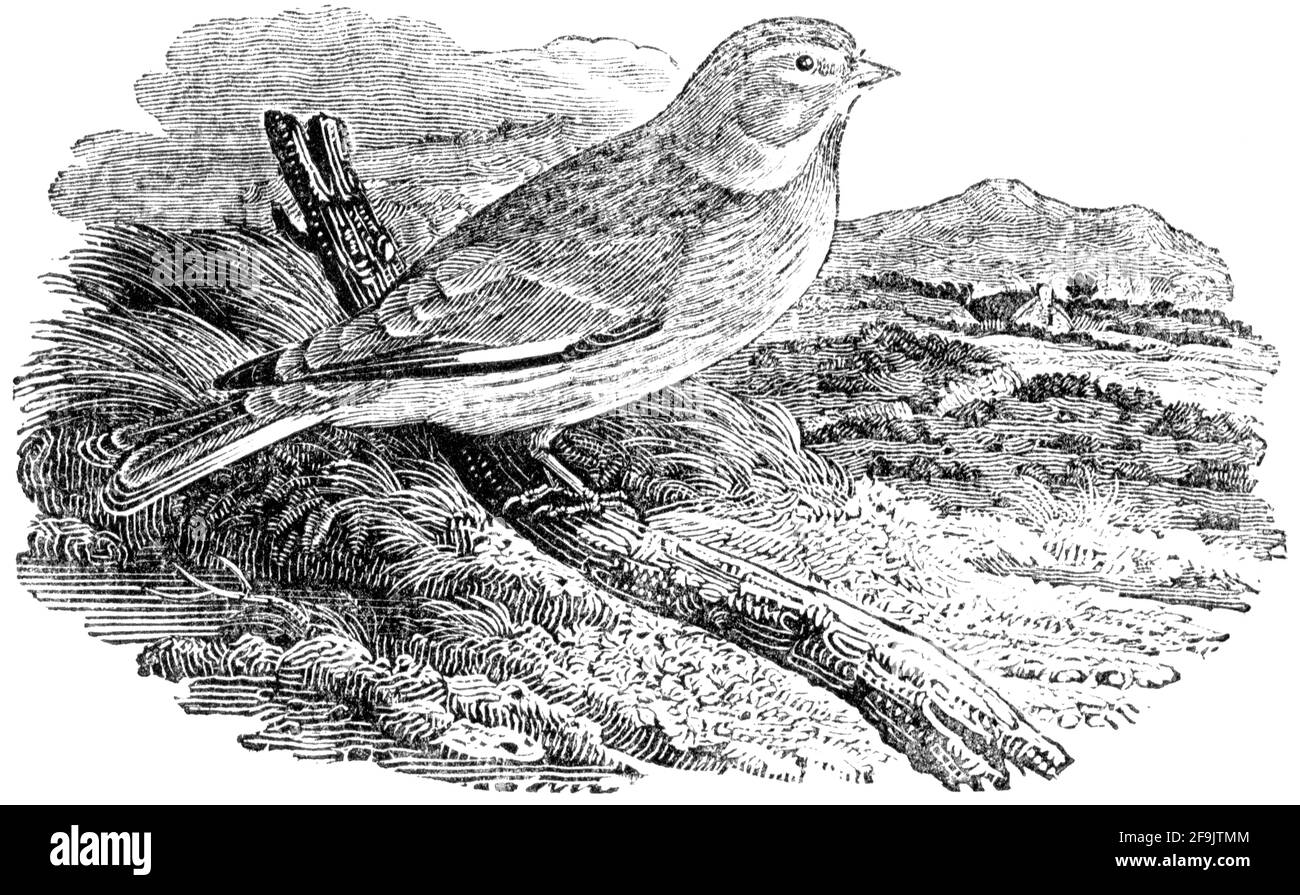Un oiseau gravé par Thomas Bewick de l'histoire des oiseaux britanniques Banque D'Images