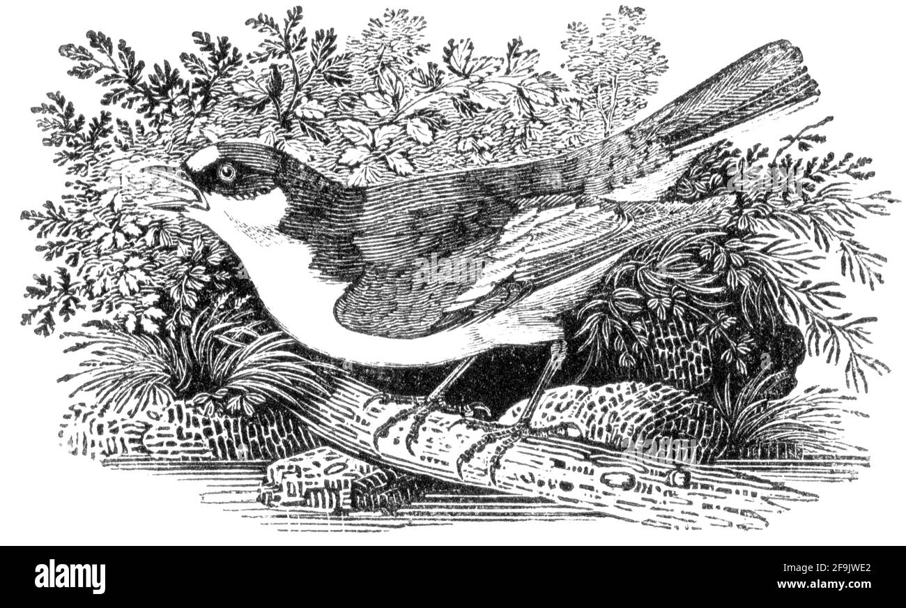 Un oiseau gravé par Thomas Bewick de l'histoire des oiseaux britanniques Banque D'Images