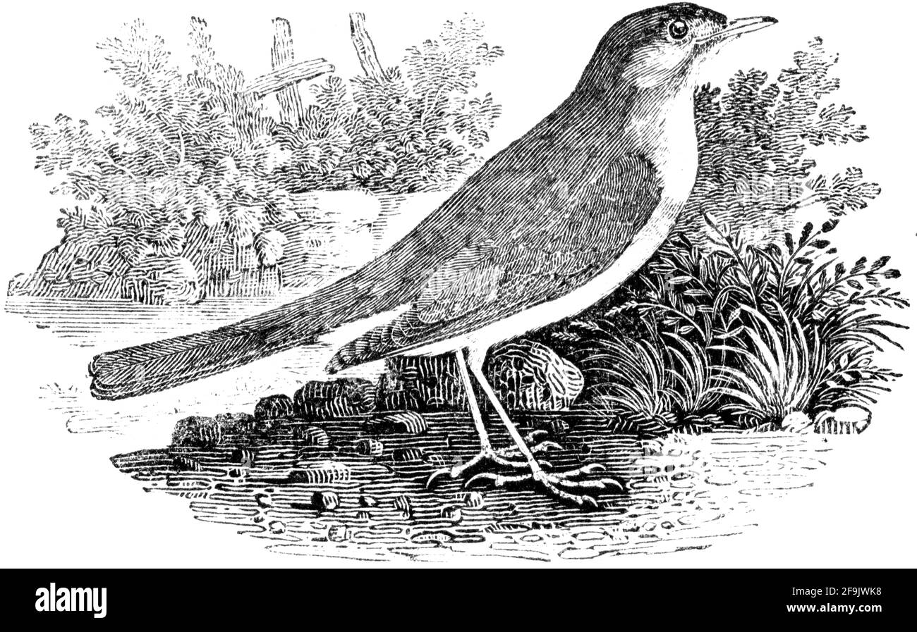 Un oiseau gravé par Thomas Bewick de l'histoire des oiseaux britanniques Banque D'Images