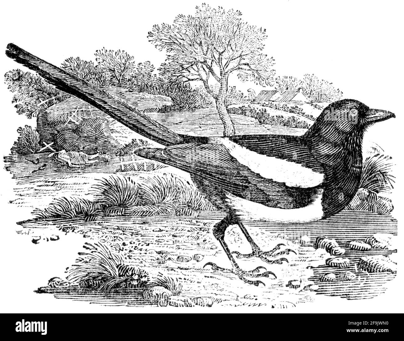 Un oiseau gravé par Thomas Bewick de l'histoire des oiseaux britanniques Banque D'Images
