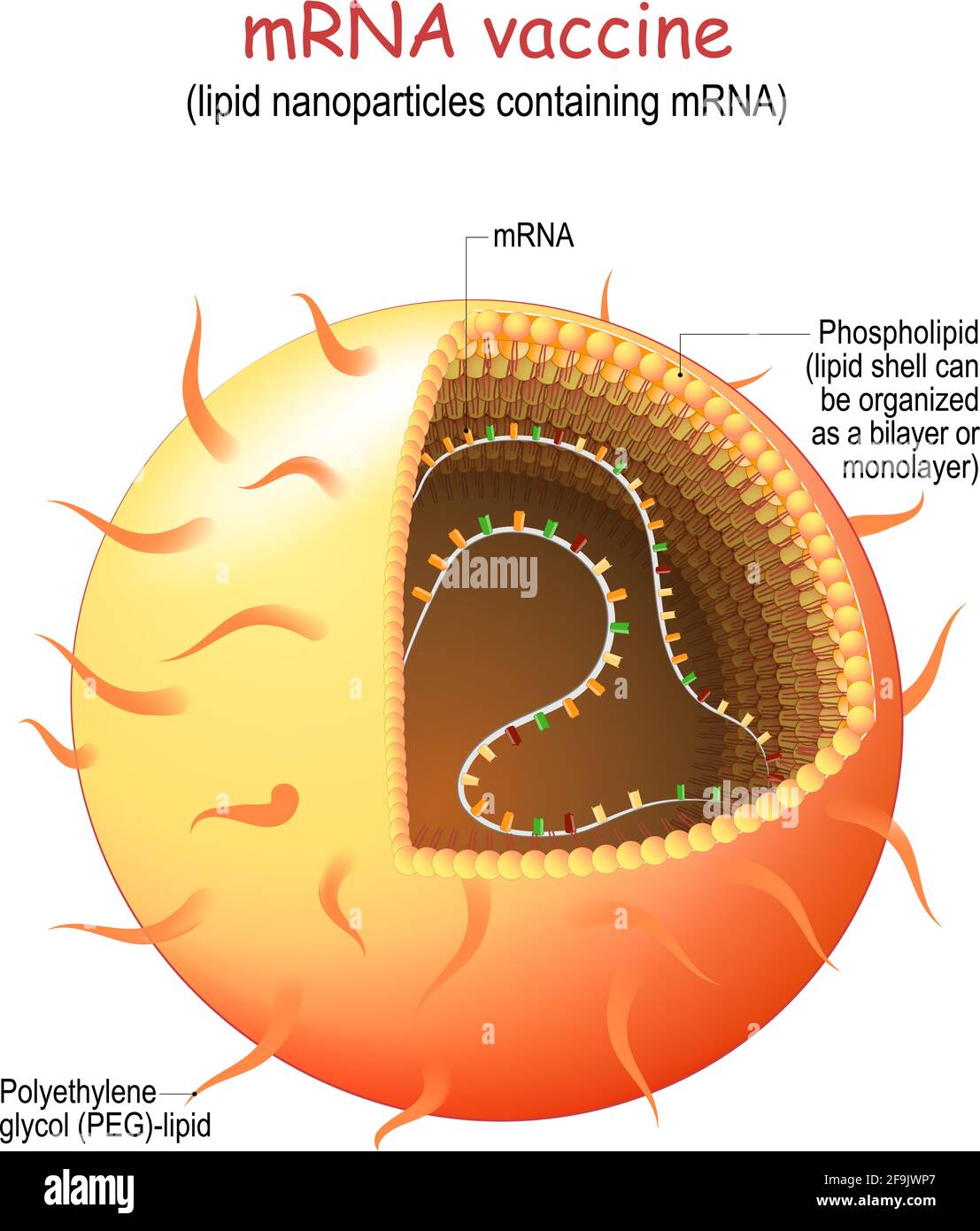 MRNA, ou vaccin RNA. Les nanoparticules lipidiques (LNP) sont de nouveaux systèmes pharmaceutiques d'administration de médicaments pour produire une réponse immunitaire pour l'infection virale, ou c Illustration de Vecteur
