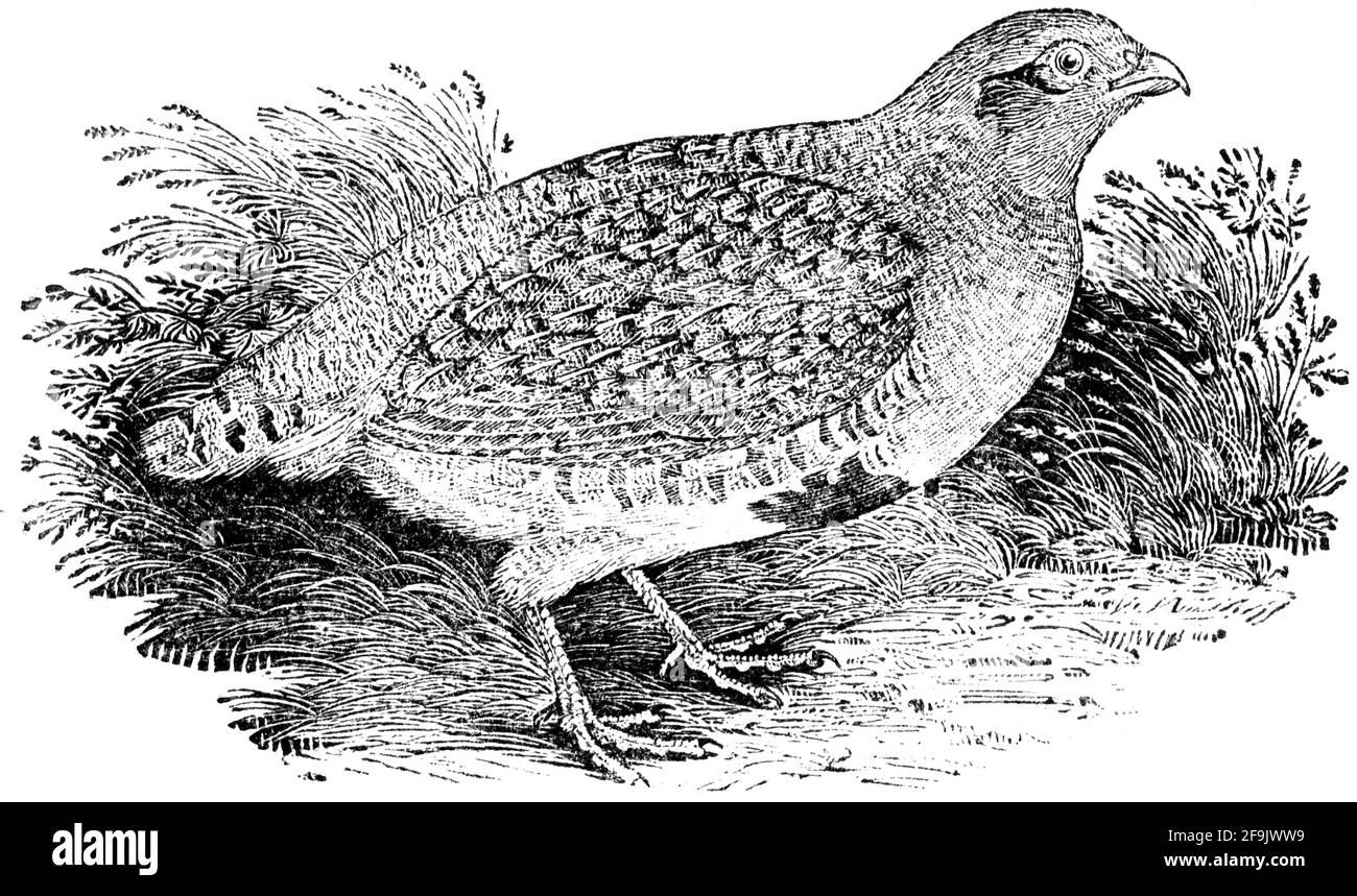 Un oiseau gravé par Thomas Bewick de l'histoire des oiseaux britanniques Banque D'Images