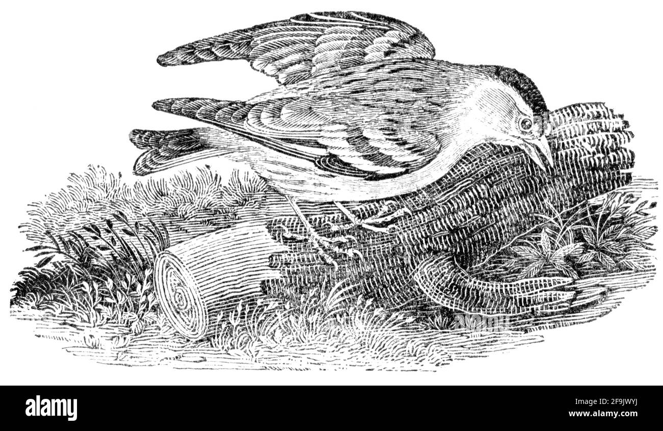 Un oiseau gravé par Thomas Bewick de l'histoire des oiseaux britanniques Banque D'Images