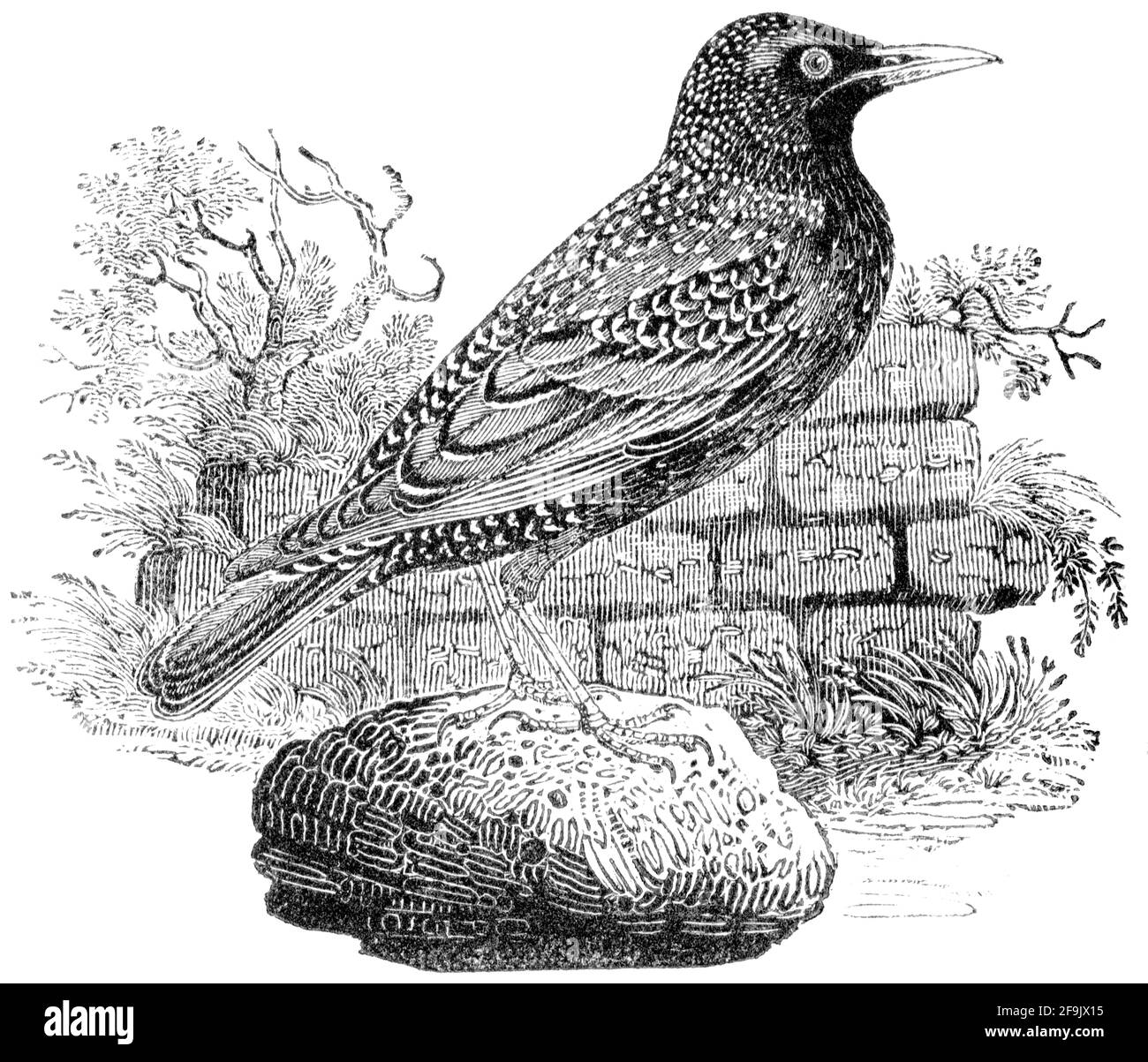 Un oiseau gravé par Thomas Bewick de l'histoire des oiseaux britanniques Banque D'Images
