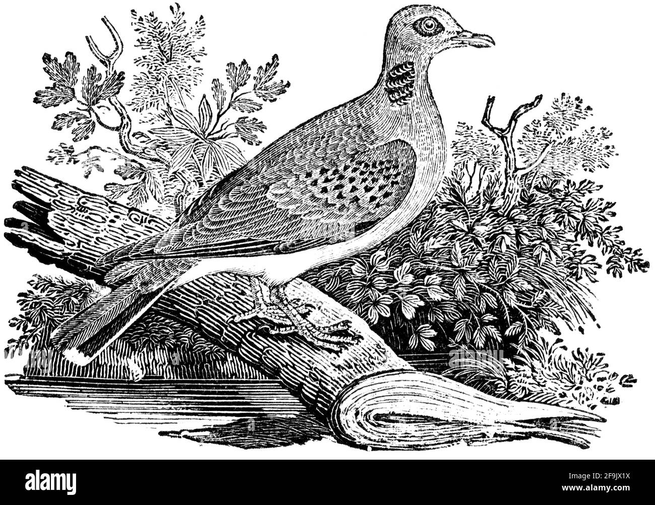 Un oiseau gravé par Thomas Bewick de l'histoire des oiseaux britanniques Banque D'Images