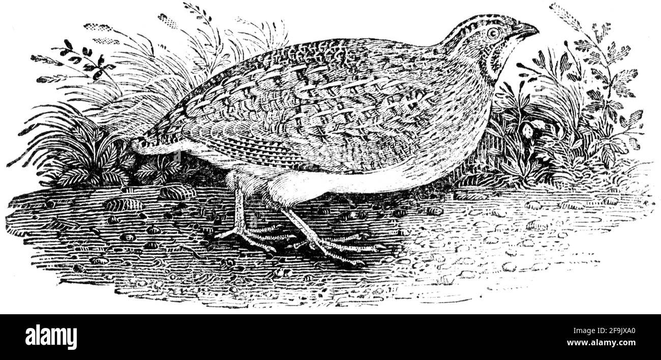 Un oiseau gravé par Thomas Bewick de l'histoire des oiseaux britanniques Banque D'Images