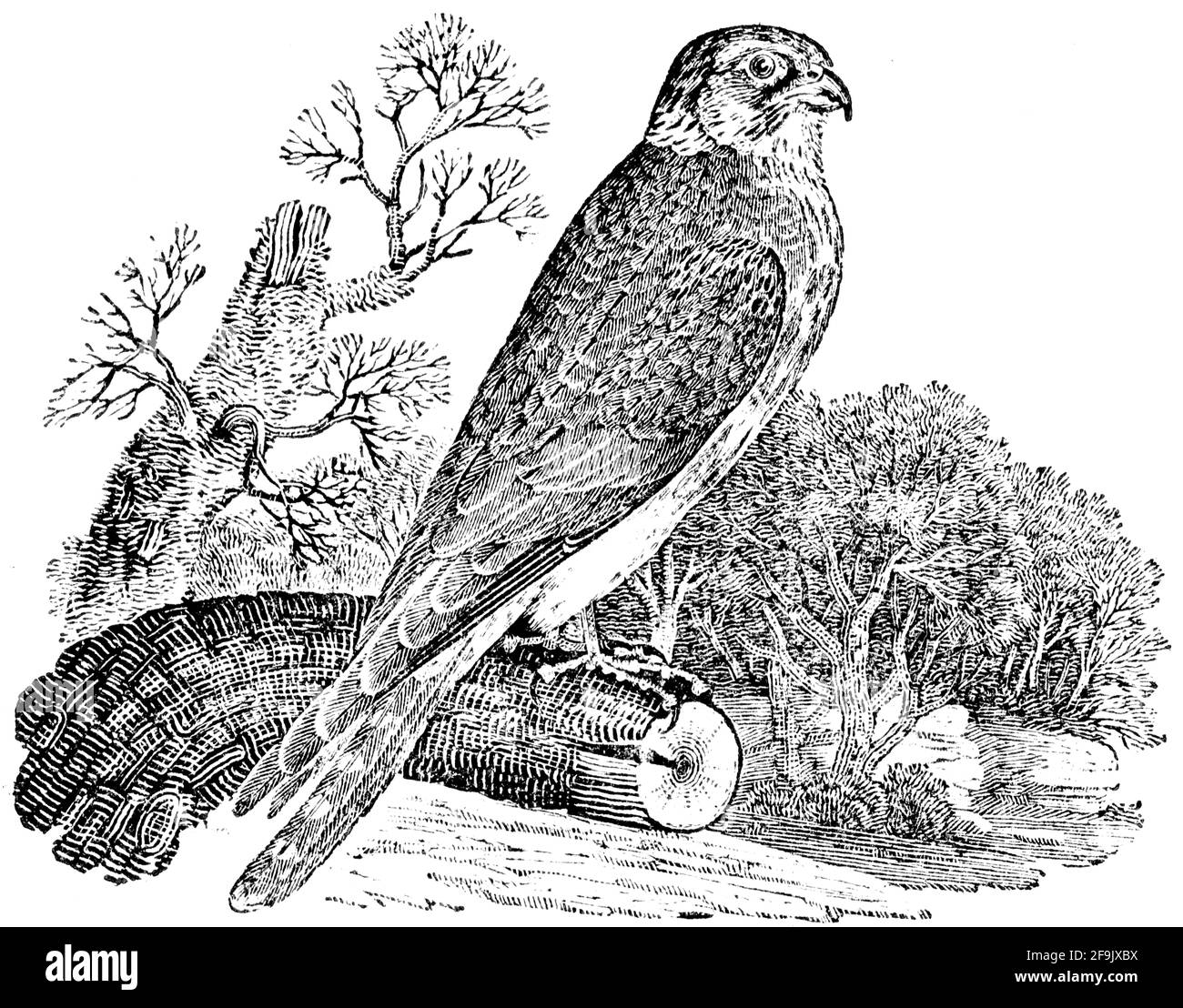 Un oiseau gravé par Thomas Bewick de l'histoire des oiseaux britanniques Banque D'Images