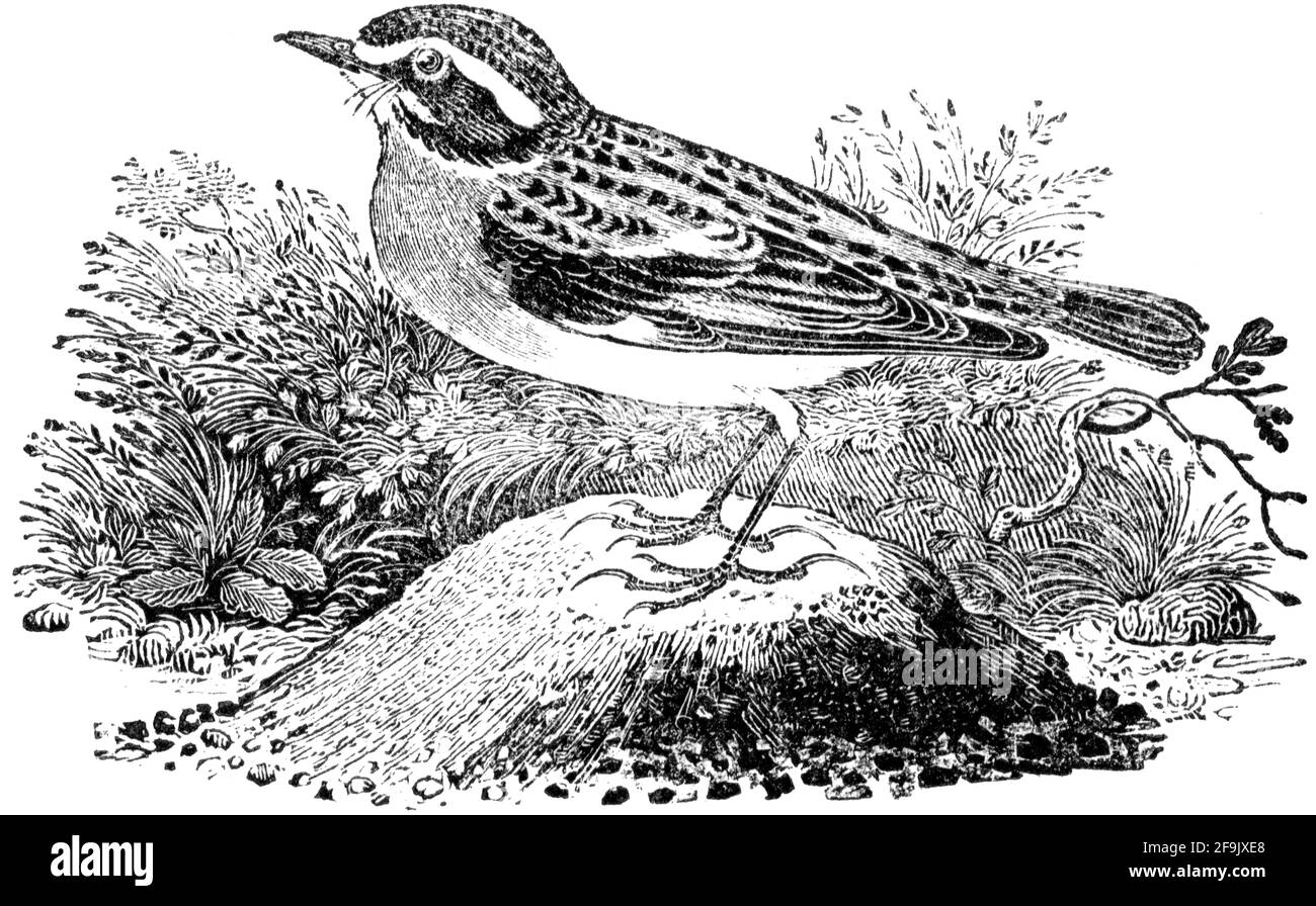 Un oiseau gravé par Thomas Bewick de l'histoire des oiseaux britanniques Banque D'Images