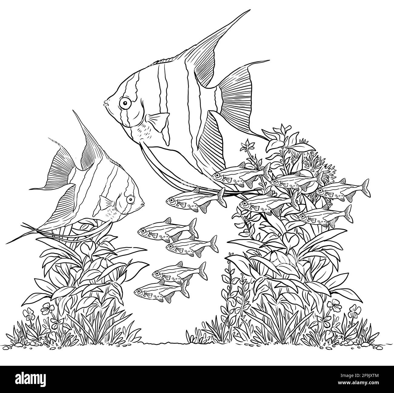 Aquarium avec angelfish pour colorier. Poissons Pterophyllum et modèles de tétra néon. Livre de coloriage pour les enfants et les adultes. Banque D'Images