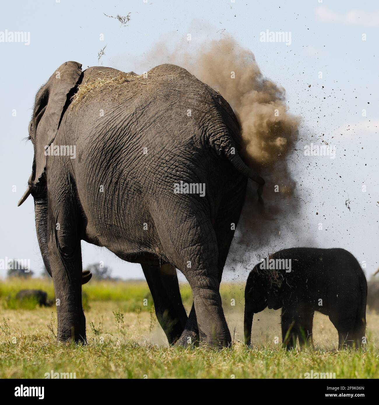 Elefant mit Baby im Chobe Nationalpark Banque D'Images