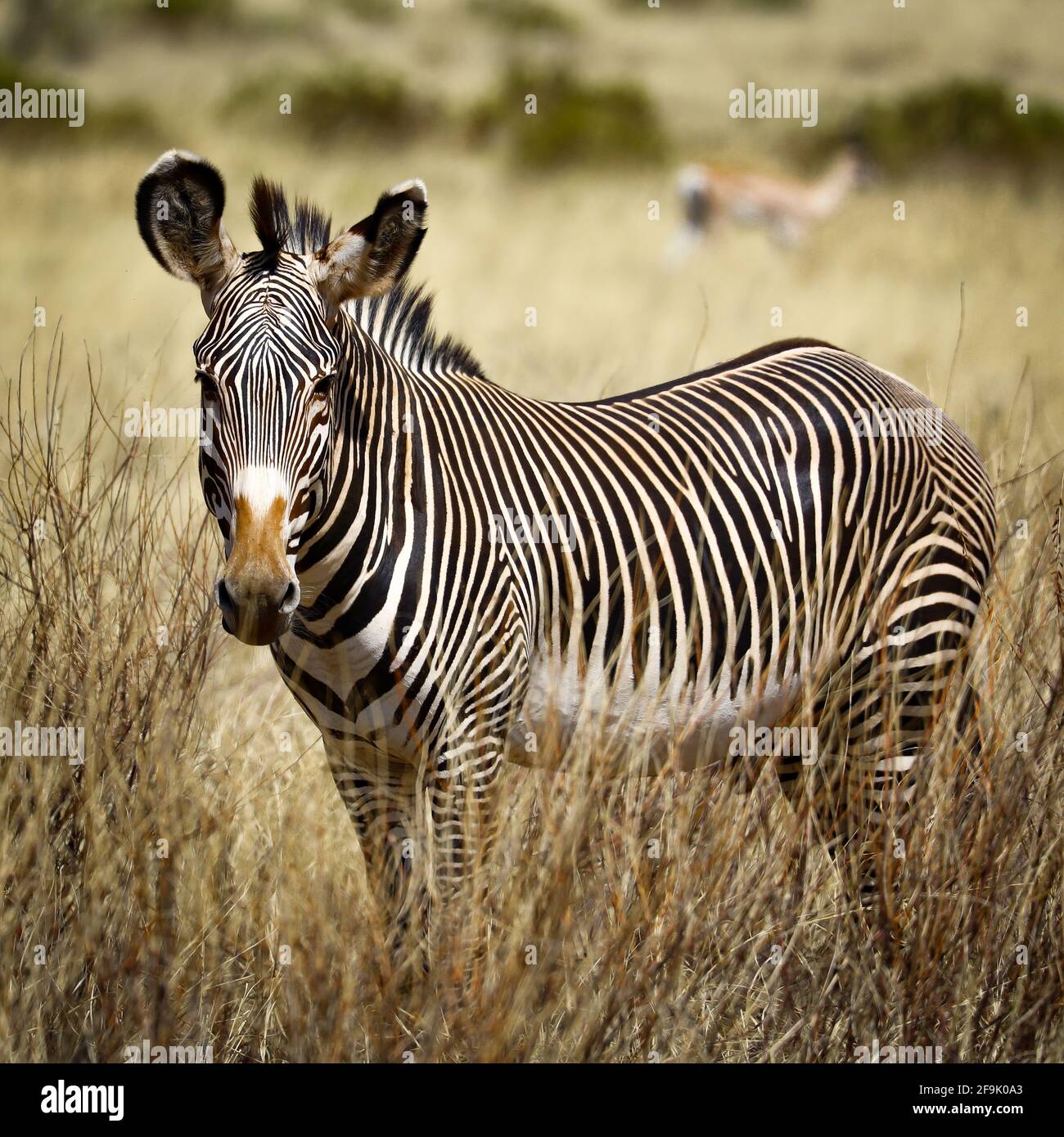 Zebra im dans le parc national de Samburu Banque D'Images