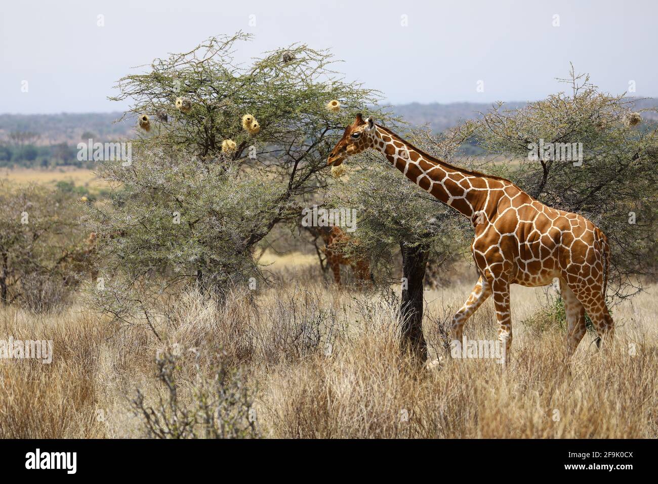 Girafe beim Essen am Baum Banque D'Images