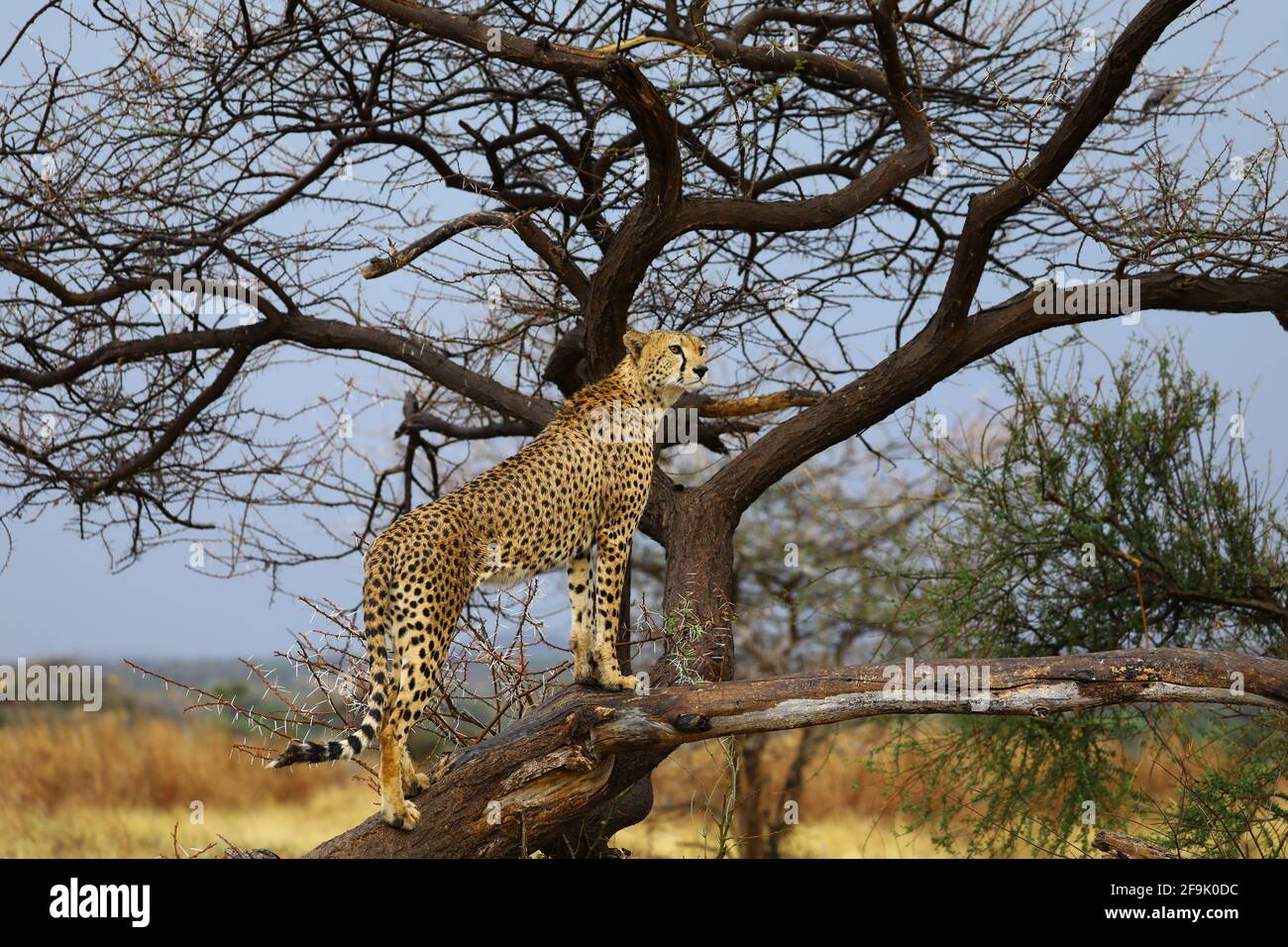 Parc national de Gpard im Baum Samburu Banque D'Images