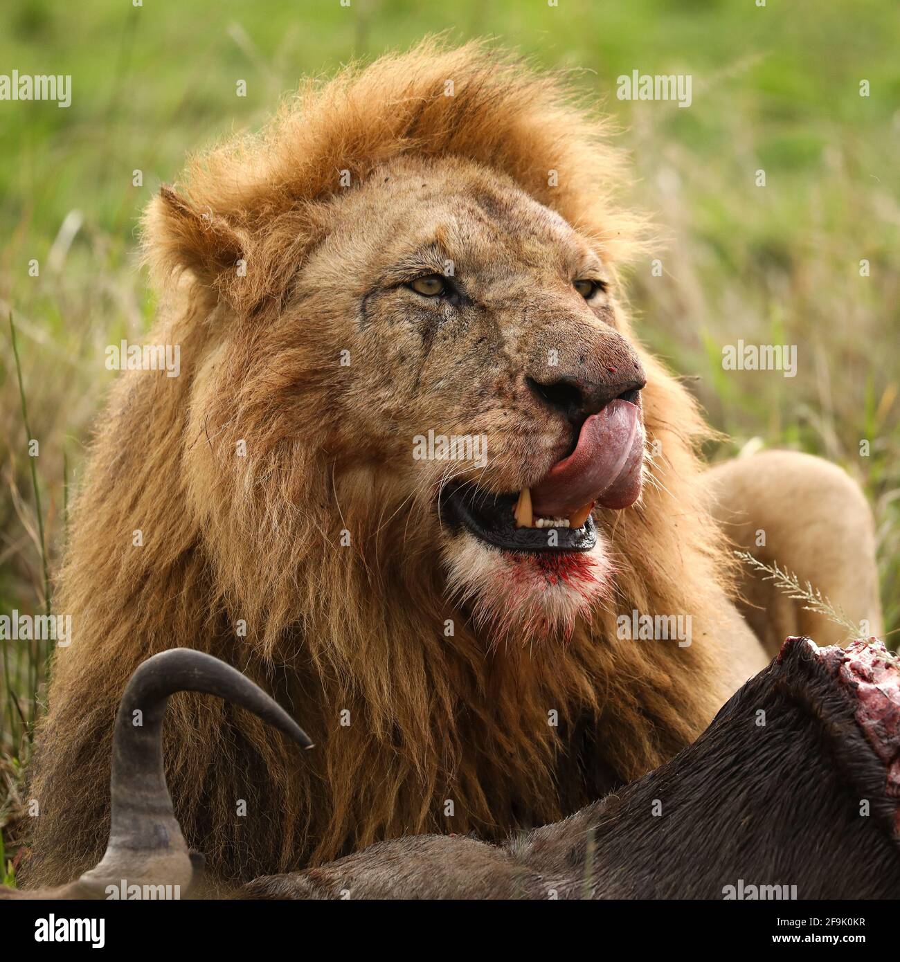 Löwe beim Essen in der Masai Mara Banque D'Images
