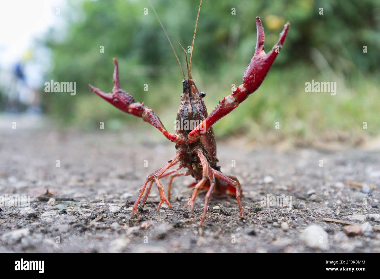 La langouste rouge de marais (Procambarus clarkii) prête pour l'attaque dans la rue Banque D'Images