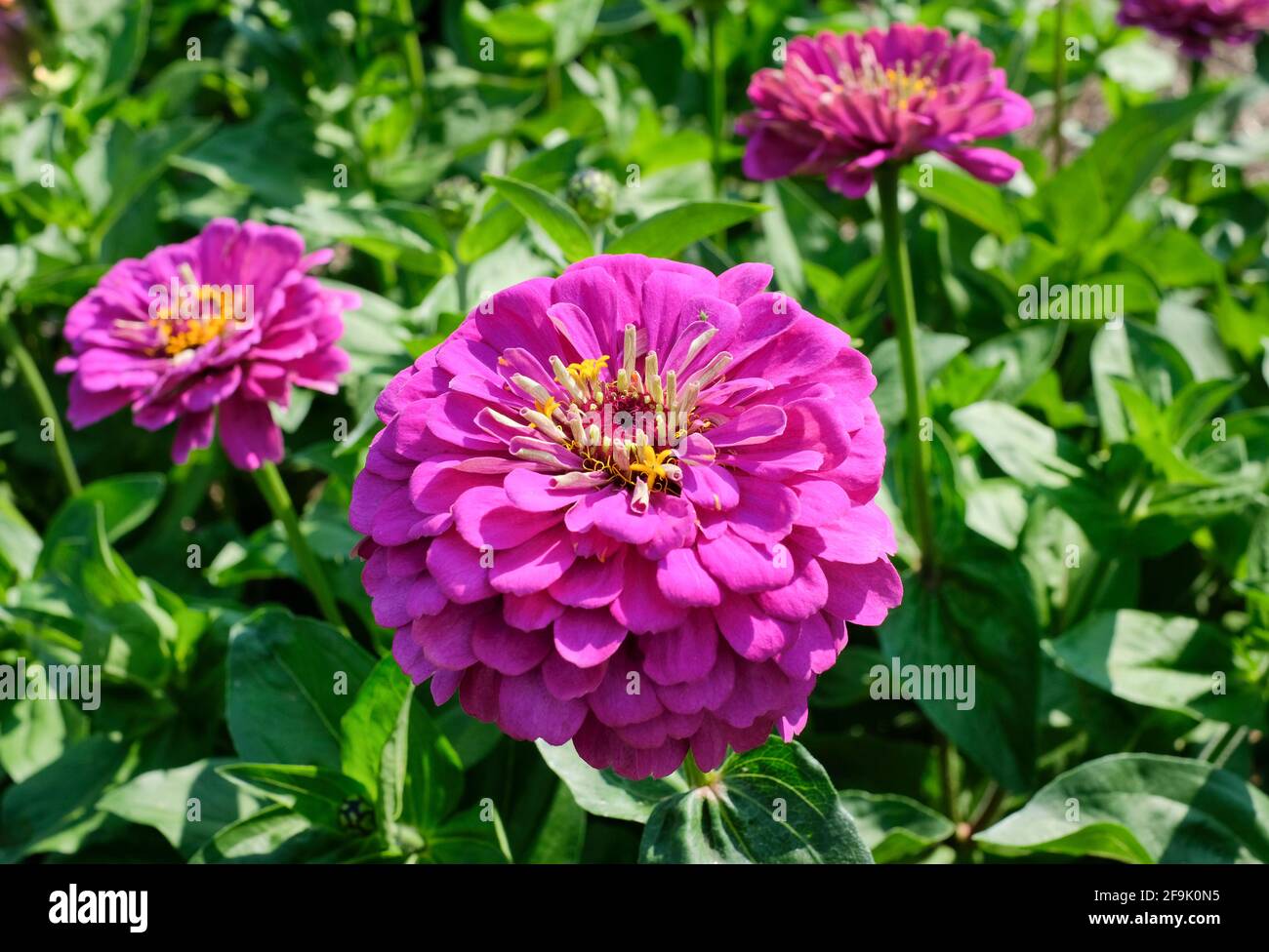 Zinnia elegans 'Prince pourpre'. Zinnia « Prince violet » Banque D'Images