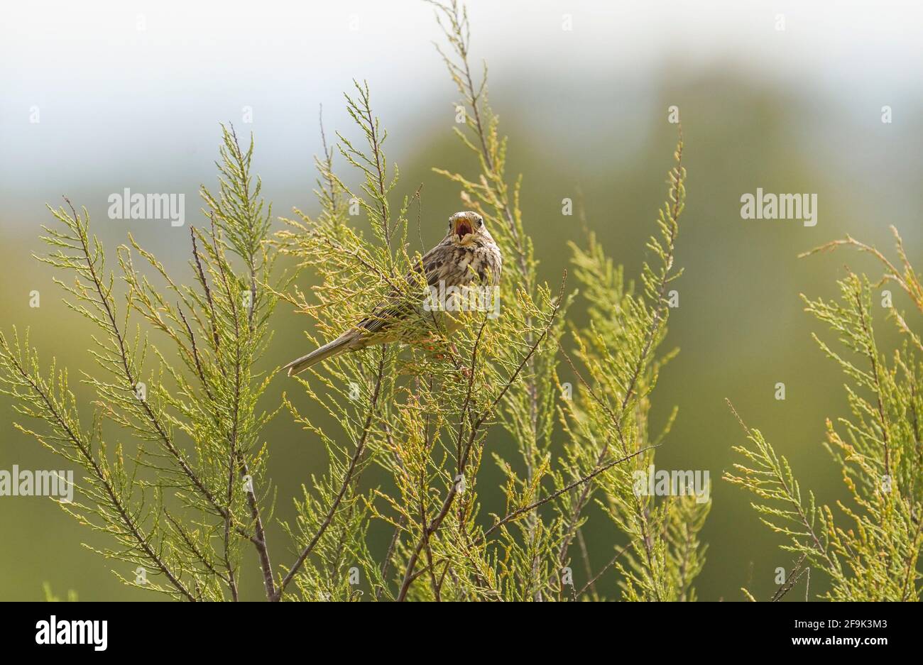 Soute de maïs (Emberiza calandra) perchée sur une branche, Andalousie, Espagne. Banque D'Images