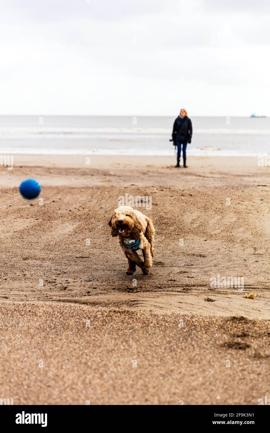Chien jouant au ballon sur la plage, chien chasse au ballon, jouer à FETCH, chien jouant à FETCH, chien courant après le ballon, Anderby Creek, Lincolnshire, UK,fetch,ball,chien Banque D'Images