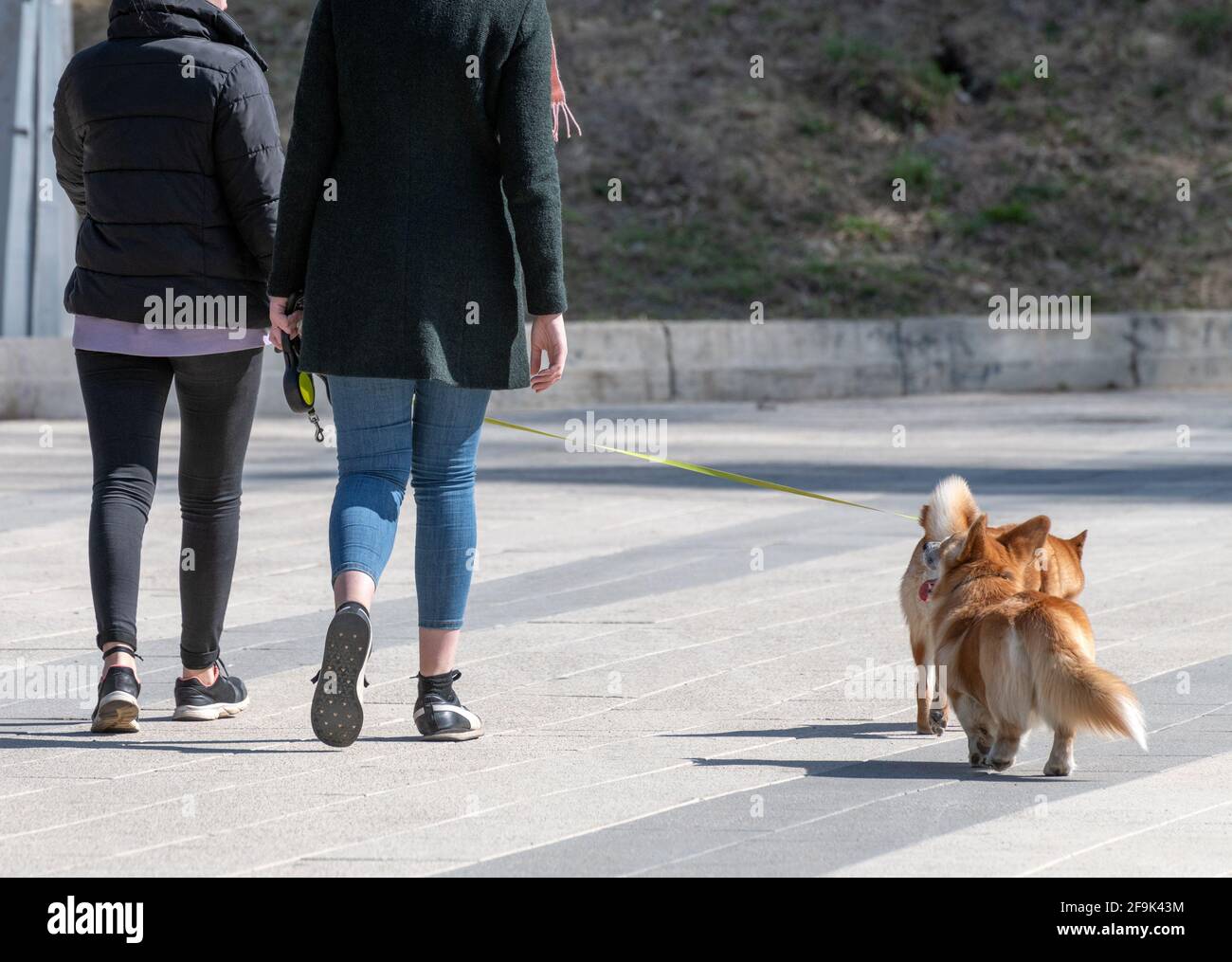 Deux femmes marchant galloise Corgi chien gilet Banque D'Images