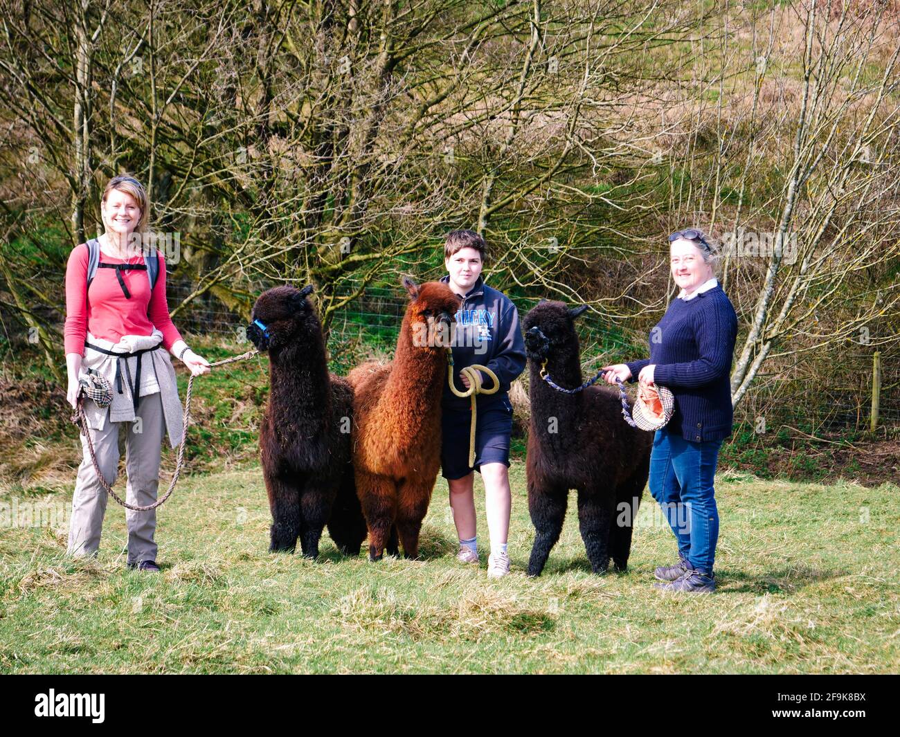 Alpaga trekking dans le parc national de Peak District, Harewood House Farm, Holymoorside près de Chatsworth House, Derbyshire, Royaume-Uni Banque D'Images