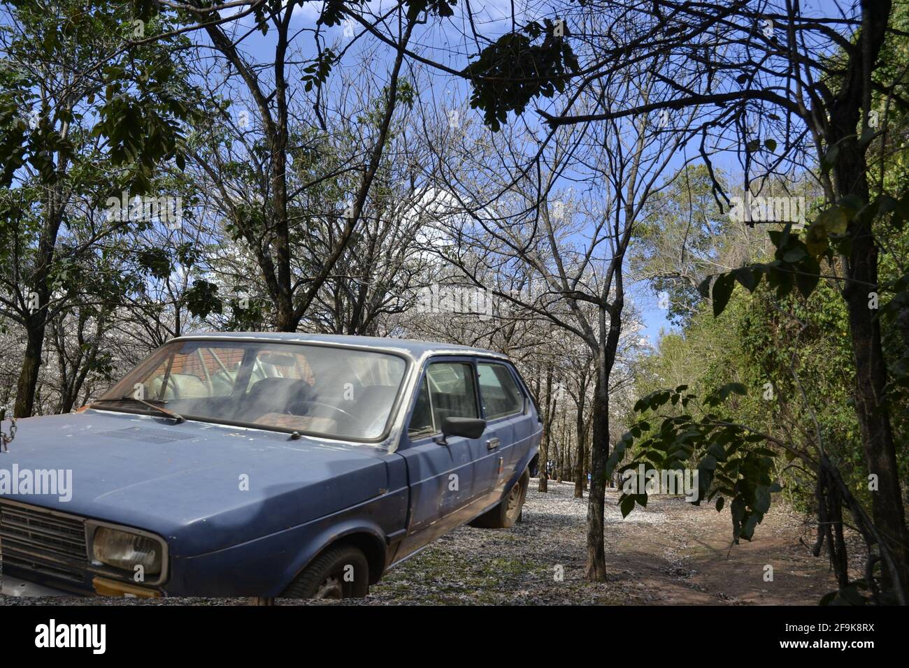 Grove. Forêt naturelle avec voiture d'époque de couleur bleue au milieu des arbres avec post-production, Brésil, Amérique du Sud Banque D'Images