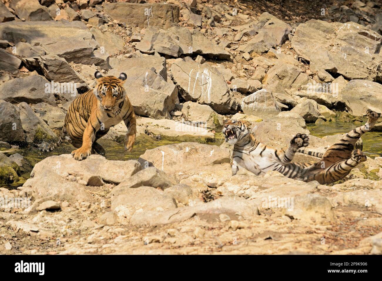 PARC NATIONAL DE RANTHAMBHORE, INDE : le tigre victorieux fuit la scène tandis que sa nemesis lutte pour se remettre sur ses pieds. LE MOMENT PASSIONNANT de deux fe Banque D'Images