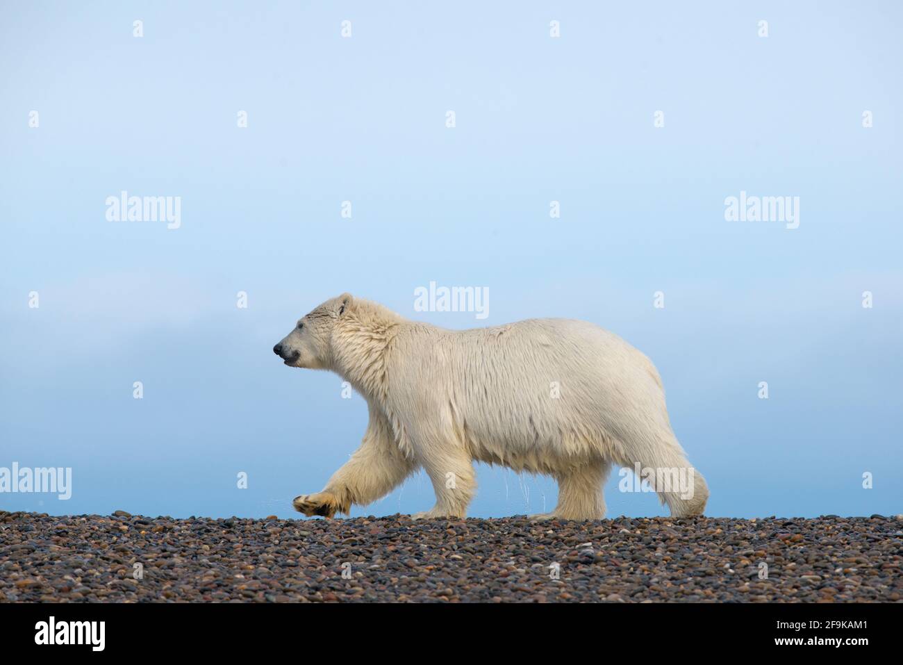 Polar Bear marchant sur la plage. Sur le côté. Faire rouler l'ours à vitesse  élevée. Ciel bleu et galets Photo Stock - Alamy