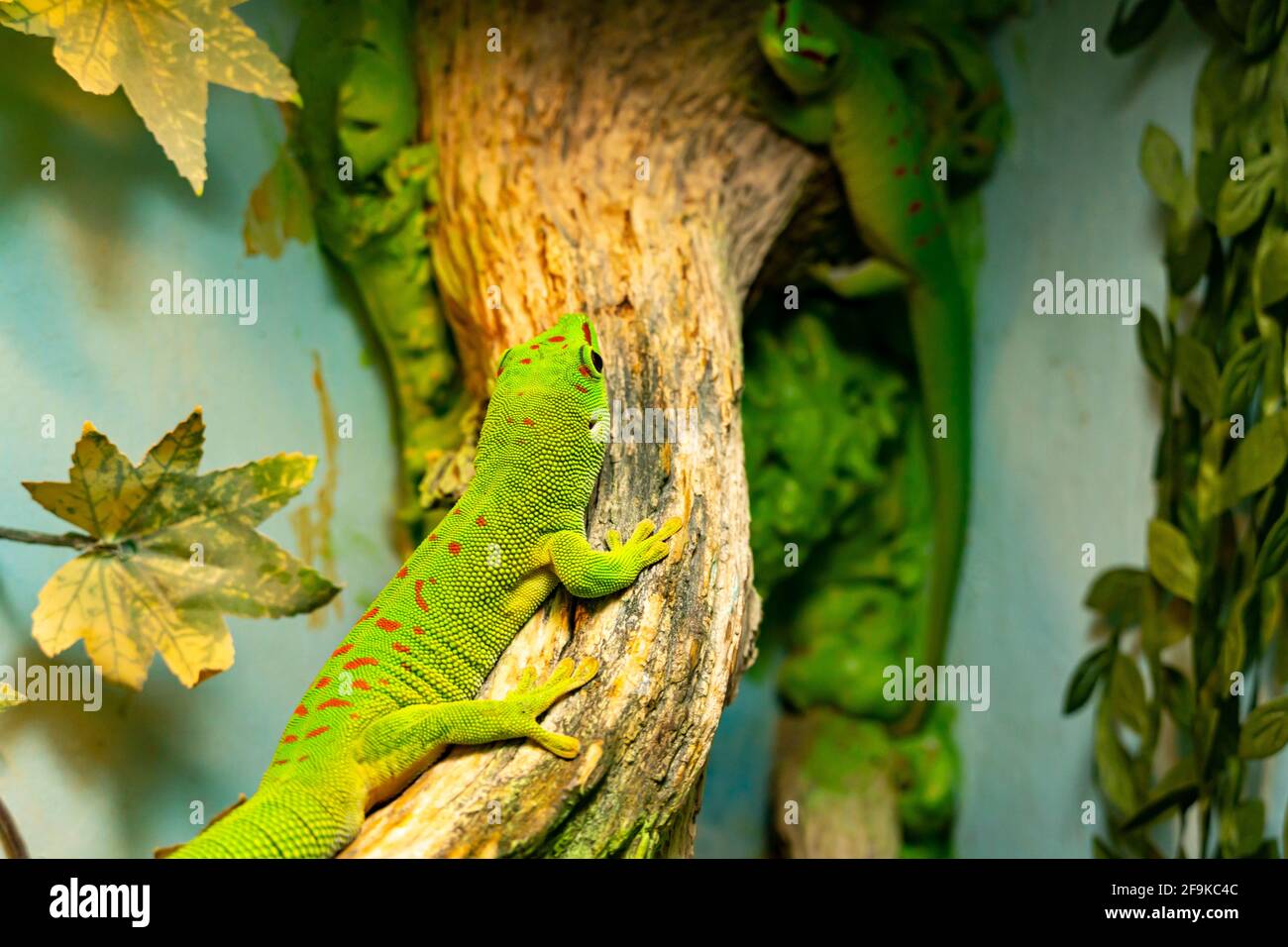 Un petit gecko vert et jaune de Madagascar jour s'assoit sur la branche de près. Le reptile Phelsuma respire sous le soleil éclatant de la jungle. Banque D'Images