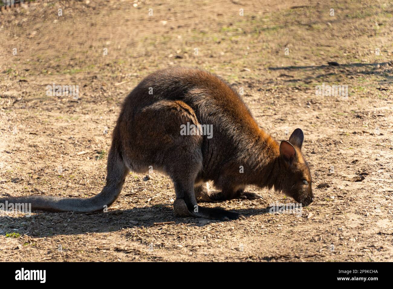 Bébé kangourou manger, mâcher et branle les oreilles. Antilopin wallaroo, Macropus antilopinus Banque D'Images