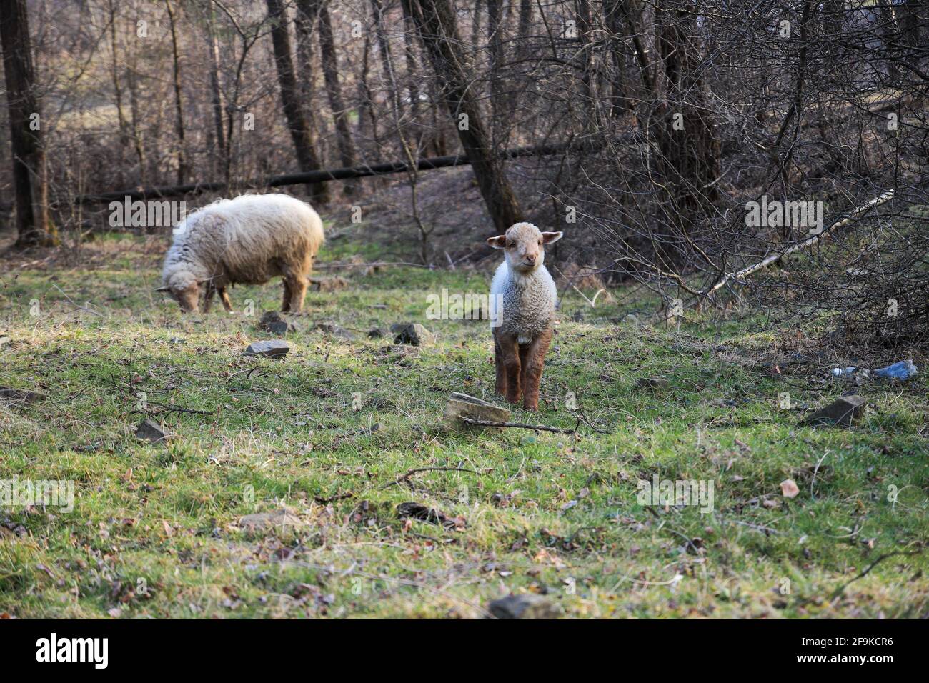 Vue du corps d'un mouton debout sur un green champ d'herbe Banque D'Images