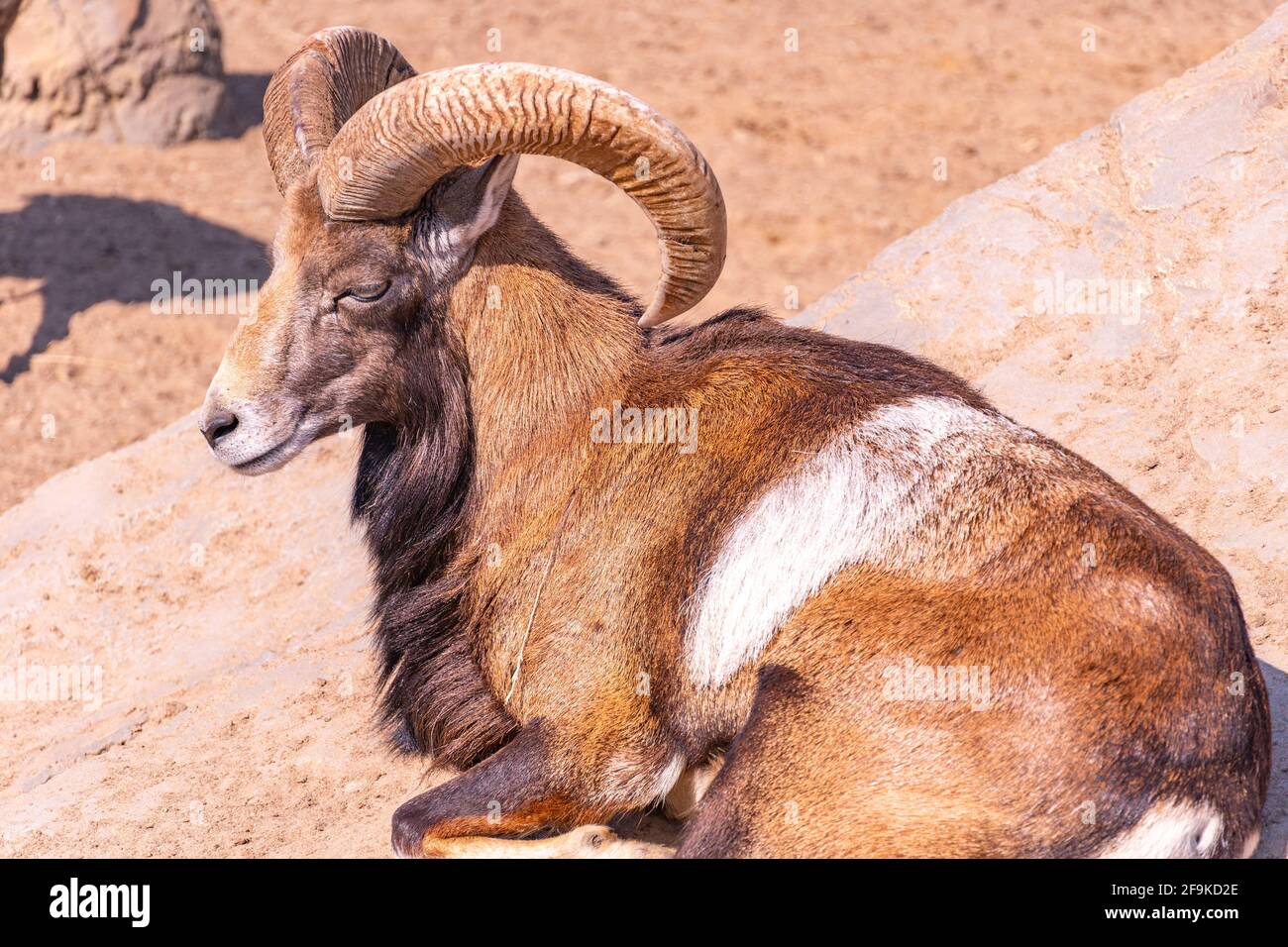 Mouflon européen en gros plan se prélassant au soleil sur un rocher. Moutons domestiques Banque D'Images