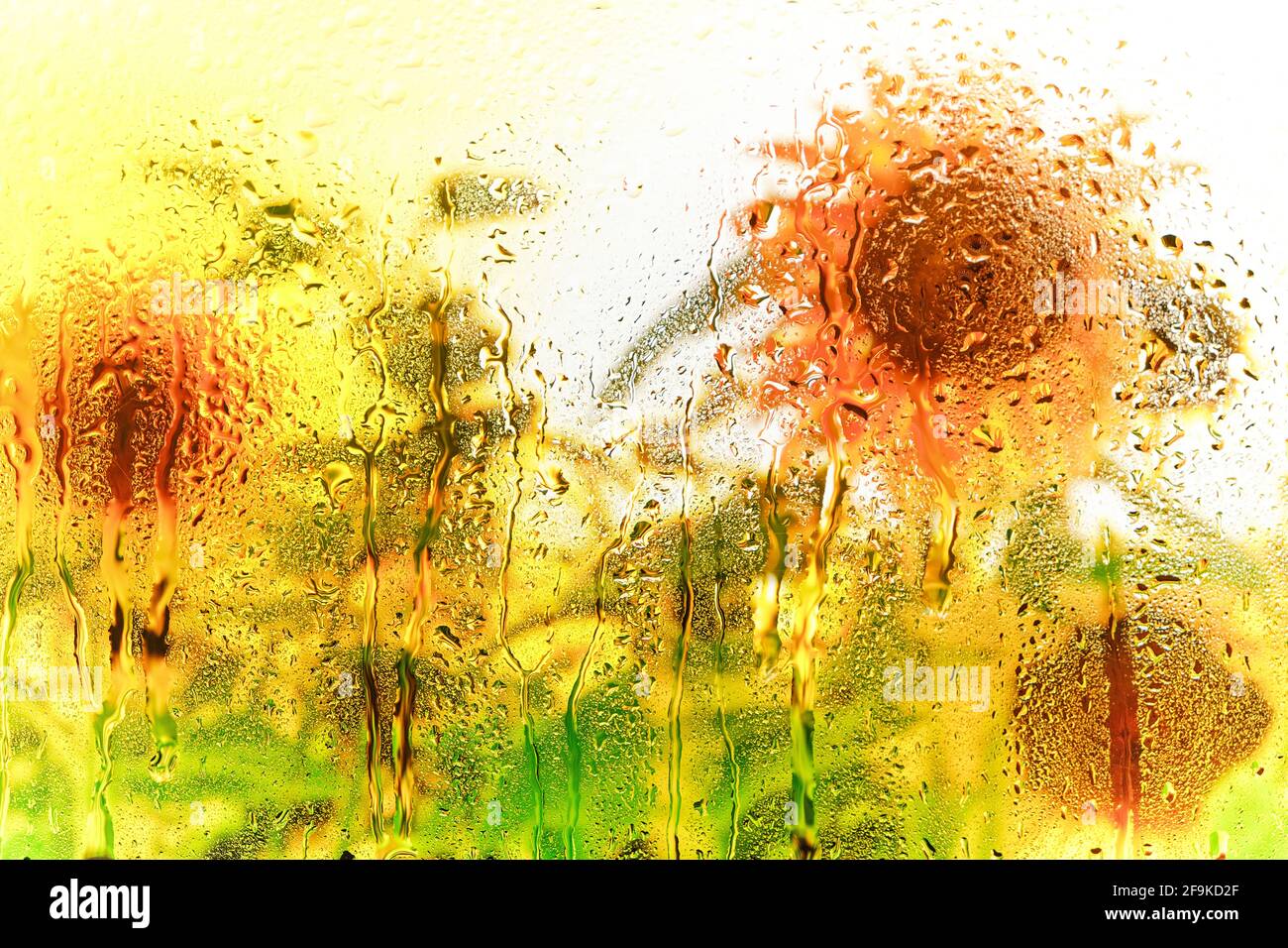 Arrière-plan des tournesols derrière le verre humide dans les gouttes après la pluie Banque D'Images
