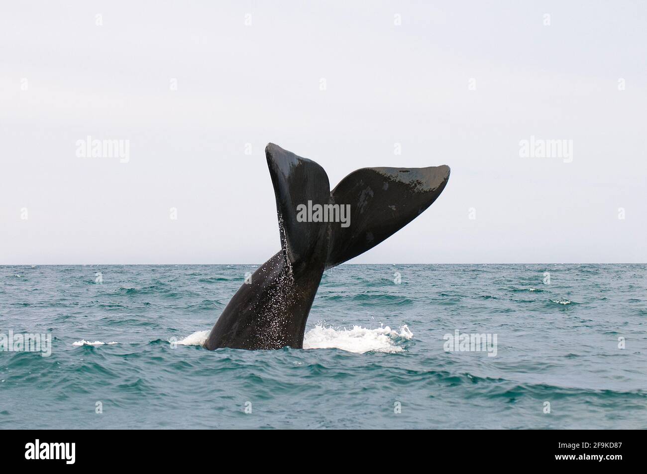 Baleine noire méridionale, Péninsule de Valdes, site classé au patrimoine mondial de l'UNESCO, Patagonie, Argentine. Banque D'Images