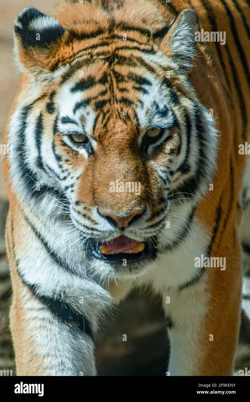 Tigre d'Amour en captivité - tigre de Sibérie - Panthera tigris tigris Philadelphia Zoo stimulation - espèces en voie de disparition - tigre manchurien / tigre de Corée Banque D'Images
