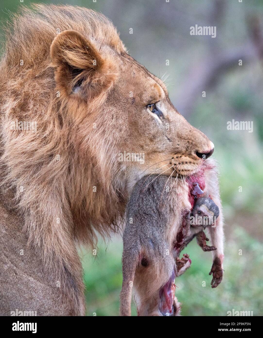 Le bébé a tenu pendant aussi longtemps qu'il le pouvait - trop cassé pour dire Au revoir. ZIMANGA PRIVATE GAME RESERVE, AFRIQUE DU SUD: VOIR le moment un bébé MONKEY cl Banque D'Images