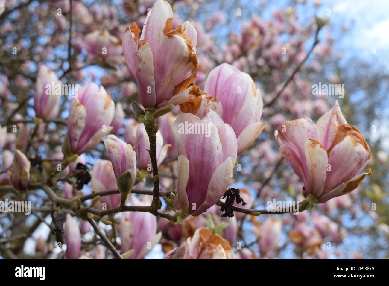 Magnolia arbre en fleurs Banque D'Images