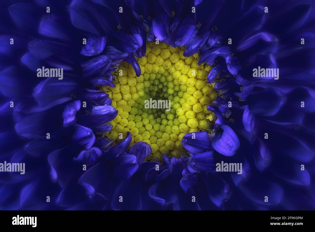 gros plan extrême d'un dalia bleu foncé Banque D'Images