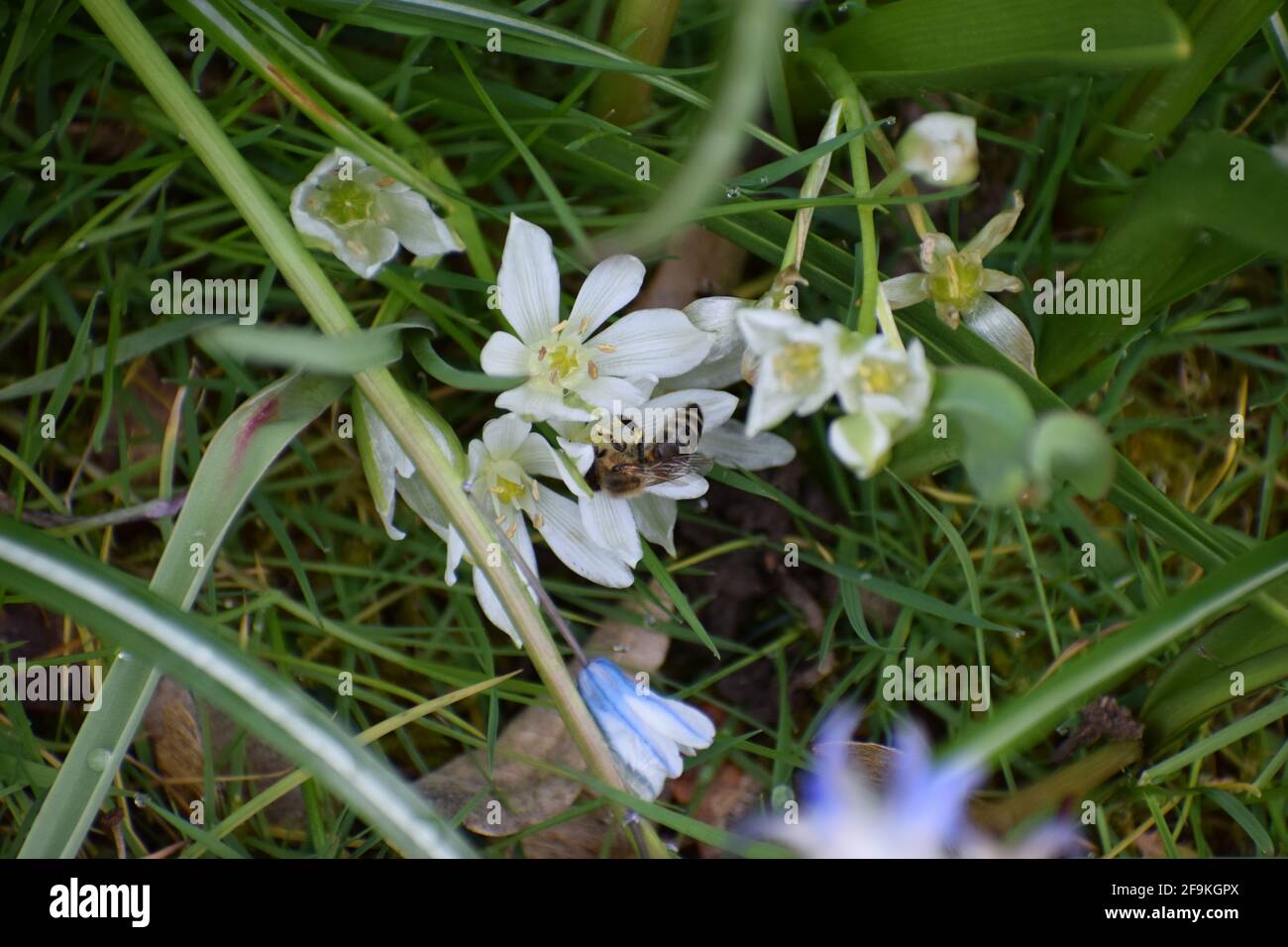 Abeille sur fleur blanche Banque D'Images