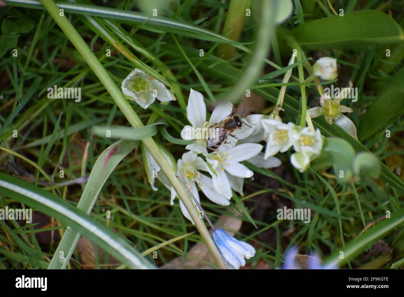 Abeille sur fleur blanche Banque D'Images