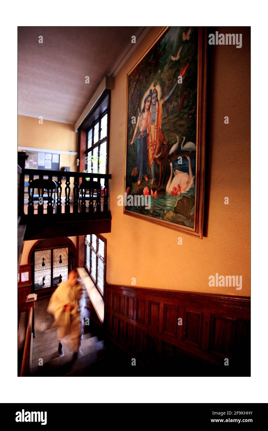 Aditi la vache, la R.S.P.C.A. l'ont donnée au temple Hare Krichna, Bhaktivedanta Manor, à Letchmore Heath, dans le nord de Londres.photo de David Sandison The Independent Banque D'Images