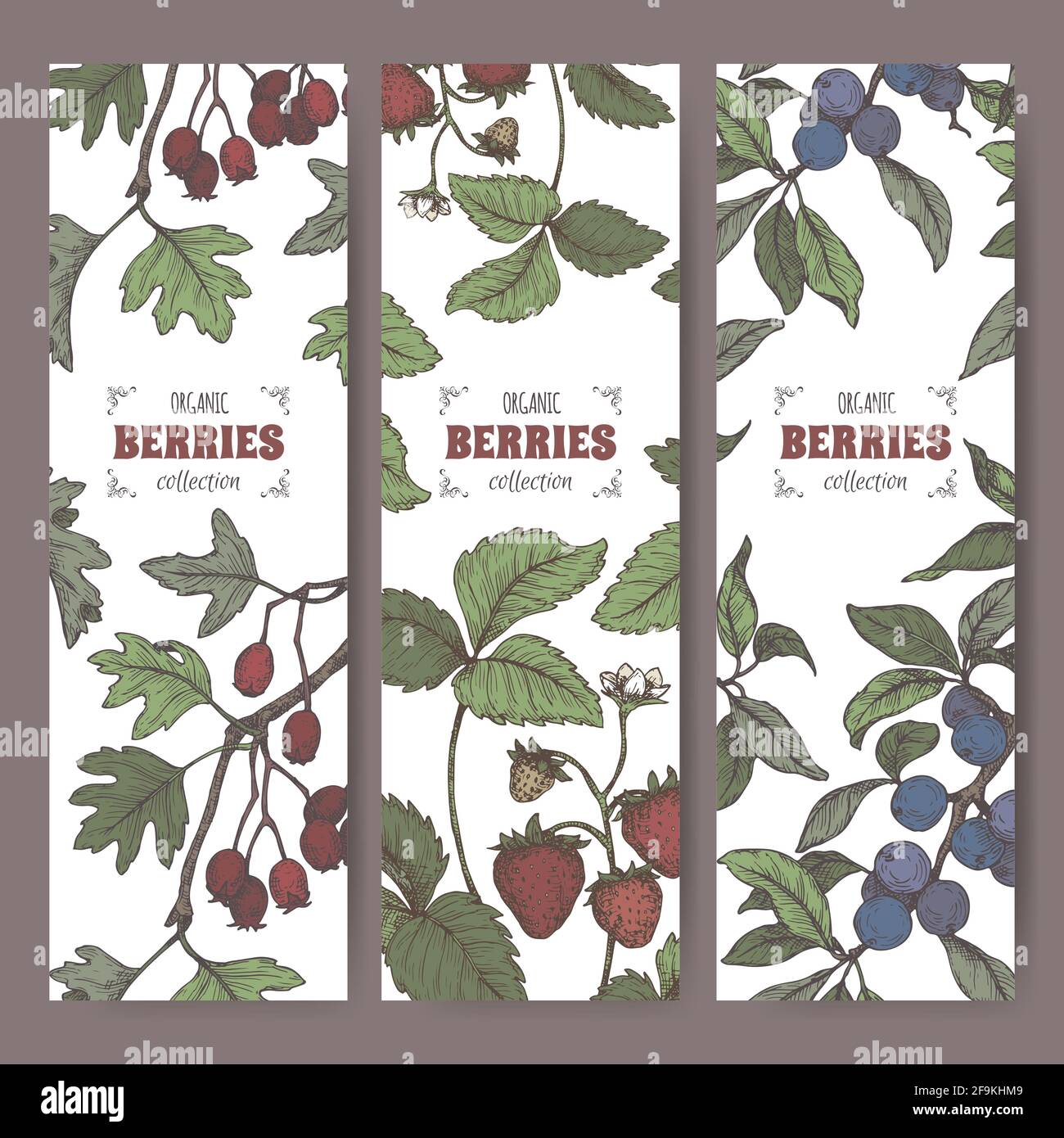 Trois étiquettes avec dessin de couleur de branche de Hawthorn, Blackthorn et Garden Strawberry. Série de fruits rouges. Illustration de Vecteur