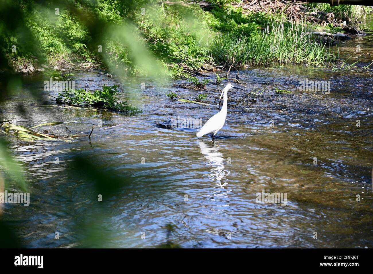Little Egret, rivière Darent, Shoreham, Sevenoaks, Kent. ROYAUME-UNI Banque D'Images