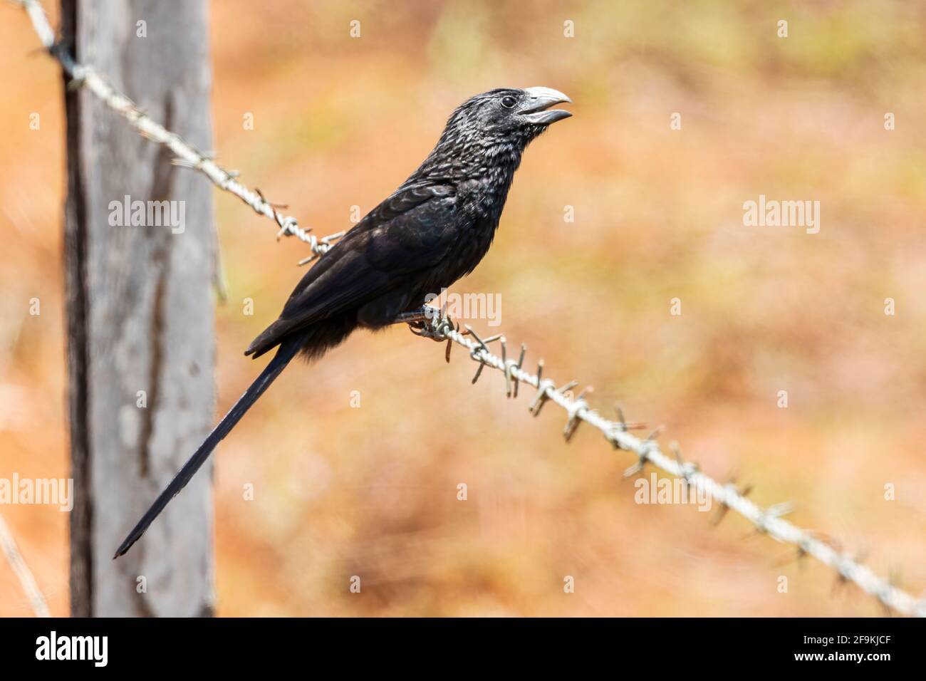 Groove-bec ani, Crotophaga sulcirostris, adulte unique perché sur un barbelé, Costa Rica, Amérique centrale Banque D'Images