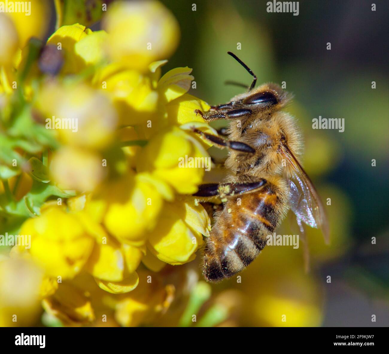 Détail de l'abeille ou de l'abeille en latin APIs mellifera, abeille européenne ou occidentale assise sur la fleur jaune Banque D'Images