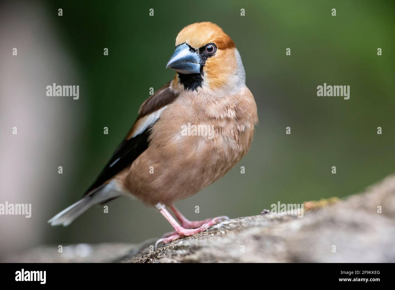 Hawfinch, Coccothrautes coccothrautes, homme adulte unique perché sur le sol, Hongrie Banque D'Images