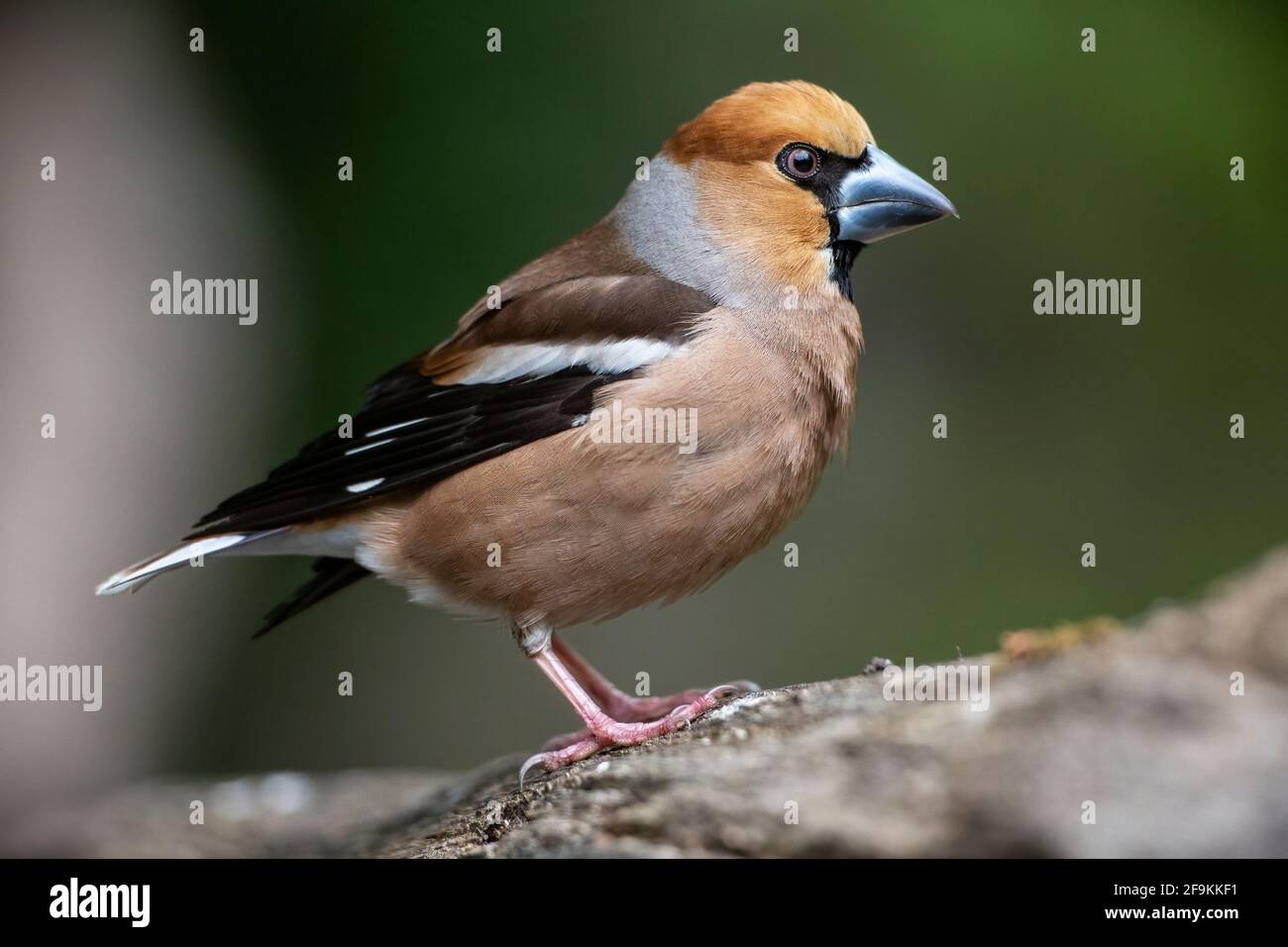 Hawfinch, Coccothrautes coccothrautes, homme adulte unique perché sur le sol, Hongrie Banque D'Images