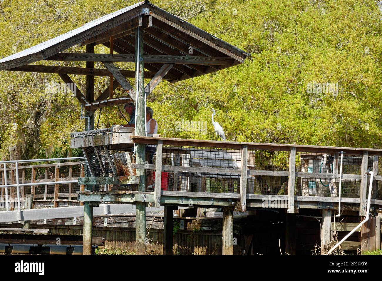Station de nettoyage du poisson, les gens, l'observation des grands aigrettes, les oiseaux, la faune, Lake Kissimmee State Park, Floride, Lake Wales, FL, printemps Banque D'Images